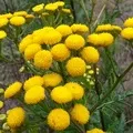 Рослина з великими квітками - пошук слів за маскою та визначенням,відповіді на сканворди рослина