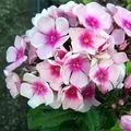 Рослина з великими квітками - пошук слів за маскою та визначенням,відповіді на сканворди квітками
