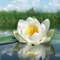 Рослина з великими квітками - пошук слів за маскою та визначенням,відповіді на сканворди маскою