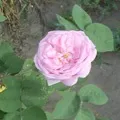 Рослина з великими квітками - пошук слів за маскою та визначенням,відповіді на сканворди маскою