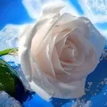 Рослина з великими квітками - пошук слів за маскою та визначенням,відповіді на сканворди квітками