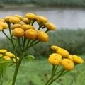 Рослина з великими квітками - пошук слів за маскою та визначенням,відповіді на сканворди слів