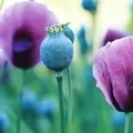 Рослина з великими квітками - пошук слів за маскою та визначенням,відповіді на сканворди великими