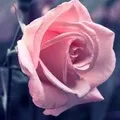 Рослина з великими квітками - пошук слів за маскою та визначенням,відповіді на сканворди маскою
