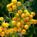 Рослина з великими квітками - пошук слів за маскою та визначенням,відповіді на сканворди квітками