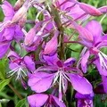 Рослина з великими квітками - пошук слів за маскою та визначенням,відповіді на сканворди слів