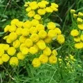 Рослина з великими квітками - пошук слів за маскою та визначенням,відповіді на сканворди рослина