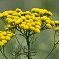 Рослина з великими квітками - пошук слів за маскою та визначенням,відповіді на сканворди квітками