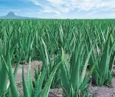 обработка развъждане