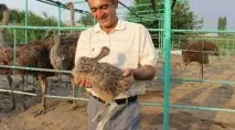 развъждане африкански