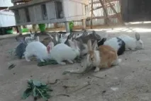 като