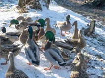 Розведення качок у домашніх умовах для початківців качок