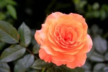 Rosa Marcel Pagnol pagnol