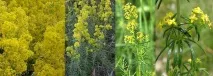зиновиевна мария
