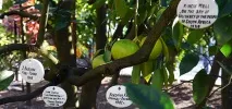 приятелството дървото