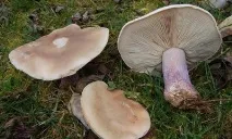 Рядівка лиловоногая опис, місце проживання, склад опис