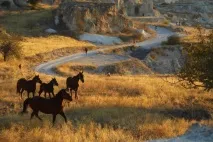 Salomon Cappadocia Ultra-Trail українські тікають! ultra-trail
