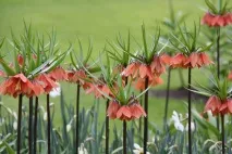 Рябчик, або Фрітілярія, Fritillaria, опис, догляд рябчик
