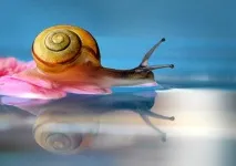 животни високи скорости