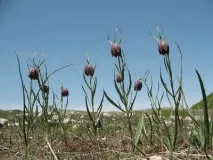 Рябчик, або Фрітілярія, Fritillaria, опис, догляд фрітілярія