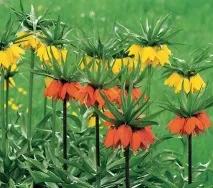 Рябчик, або Фрітілярія, Fritillaria, опис, догляд fritillaria