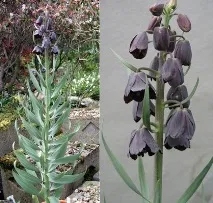 Рябчик, або Фрітілярія, Fritillaria, опис, догляд фрітілярія