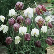 Рябчик, або Фрітілярія, Fritillaria, опис, догляд фрітілярія