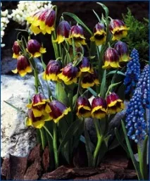Рябчик, або Фрітілярія, Fritillaria, опис, догляд фрітілярія