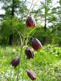 Рябчик, або Фрітілярія, Fritillaria, опис, догляд fritillaria