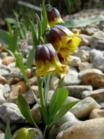 Рябчик, або Фрітілярія, Fritillaria, опис, догляд fritillaria
