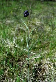 Рябчик, або Фрітілярія, Fritillaria, опис, догляд fritillaria