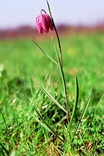 Рябчик, або Фрітілярія, Fritillaria, опис, догляд fritillaria