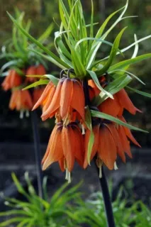 Рябчик, або Фрітілярія, Fritillaria, опис, догляд опис