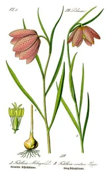 Рябчик, або Фрітілярія, Fritillaria, опис, догляд fritillaria