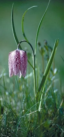 Рябчик, або Фрітілярія, Fritillaria, опис, догляд fritillaria