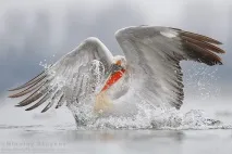факти снимки