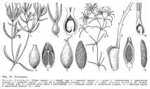 книга Ярославска najadaceae