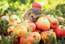 Насіння яблук – користь та шкода, варіанти застосування користь