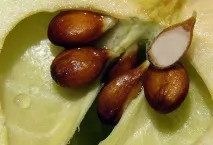 Насіння яблук – користь та шкода, варіанти застосування варіанти