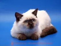цветове точки