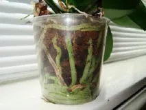 коріння
