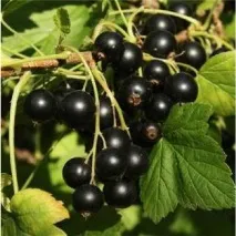 през през