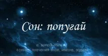 Сонник до чого сниться папуга сниться