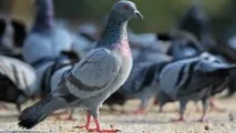 гълъби тълкуване