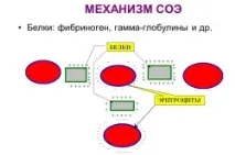 кръвна група кръвния