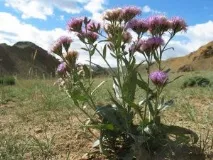 saussurea saussurea