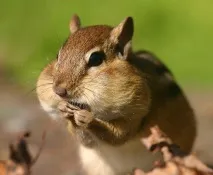 могат бъдат може бъде
