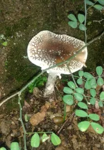 събираме гъби