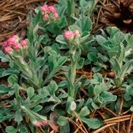 Антеннарія або Котяча лапка (Antennaria) antennaria