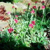 Антеннарія або Котяча лапка (Antennaria) котяча